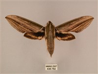 棕綠背線天蛾藏品圖，第1張