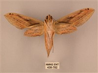 棕綠背線天蛾藏品圖，第2張