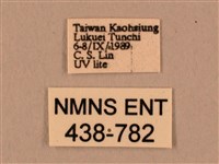 棕綠背線天蛾藏品圖，第3張