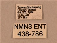 棕綠背線天蛾藏品圖，第3張