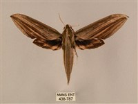 棕綠背線天蛾藏品圖，第1張