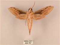 棕綠背線天蛾藏品圖，第2張