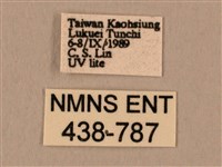 棕綠背線天蛾藏品圖，第3張