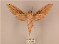 棕綠背線天蛾藏品圖，第2張