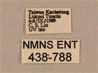 棕綠背線天蛾藏品圖，第3張