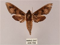 雙斑白肩天蛾藏品圖，第1張