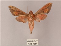 雙斑白肩天蛾藏品圖，第2張