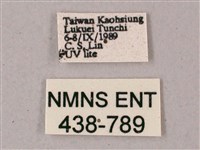 雙斑白肩天蛾藏品圖，第3張