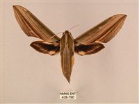 棕綠背線天蛾藏品圖，第1張