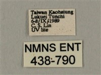 棕綠背線天蛾藏品圖，第3張