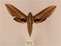 棕綠背線天蛾藏品圖，第1張