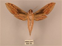 棕綠背線天蛾藏品圖，第2張