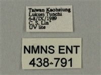 棕綠背線天蛾藏品圖，第3張