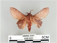 臺灣枯葉蛾藏品圖，第1張