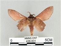 臺灣枯葉蛾藏品圖，第2張