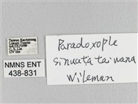 臺灣枯葉蛾藏品圖，第3張