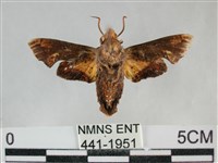 三角凹緣天蛾藏品圖，第2張