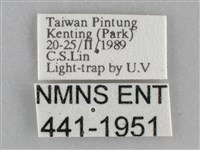 三角凹緣天蛾藏品圖，第3張