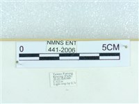 粉蝶燈蛾藏品圖，第3張
