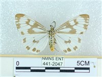 粉蝶燈蛾藏品圖，第1張