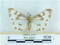 粉蝶燈蛾藏品圖，第2張