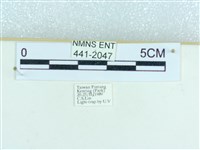 粉蝶燈蛾藏品圖，第3張