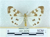 粉蝶燈蛾藏品圖，第1張