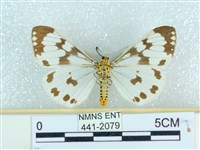 粉蝶燈蛾藏品圖，第2張