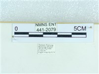 粉蝶燈蛾藏品圖，第3張