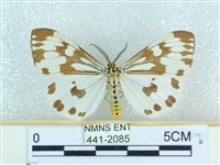 粉蝶燈蛾藏品圖，第1張