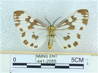 粉蝶燈蛾藏品圖，第2張