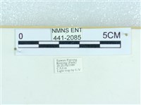 粉蝶燈蛾藏品圖，第3張