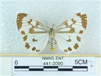 粉蝶燈蛾藏品圖，第1張