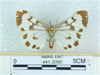 粉蝶燈蛾藏品圖，第2張