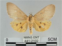 一點擬燈蛾藏品圖，第1張