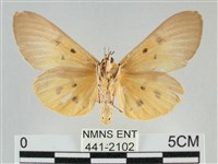 一點擬燈蛾藏品圖，第2張