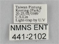 一點擬燈蛾藏品圖，第3張