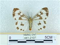 粉蝶燈蛾藏品圖，第2張