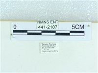 粉蝶燈蛾藏品圖，第3張