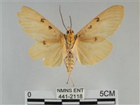 橙擬燈蛾藏品圖，第2張