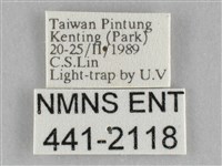 橙擬燈蛾藏品圖，第3張