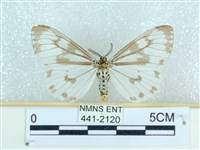 粉蝶燈蛾藏品圖，第1張