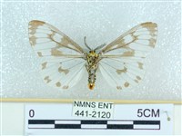 粉蝶燈蛾藏品圖，第2張