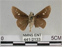 小稻弄蝶藏品圖，第2張