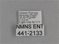 小稻弄蝶藏品圖，第3張