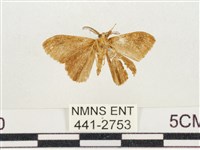 小白紋毒蛾藏品圖，第2張