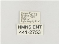 小白紋毒蛾藏品圖，第3張