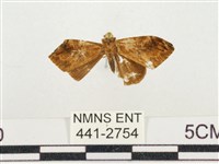 小白紋毒蛾藏品圖，第1張