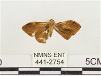 小白紋毒蛾藏品圖，第2張