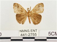 小白紋毒蛾藏品圖，第1張